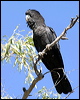 redtailblackcockatoo10370