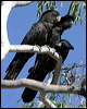 redtailblackcockatoo10379