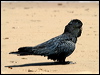 redtailblackcockatoo13244
