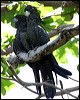 redtailblackcockatoo13269