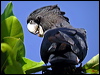 redtailblackcockatoo16259