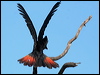 redtailblackcockatoo57323