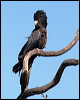 redtailblackcockatoo57344