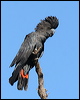 redtailblackcockatoo57347