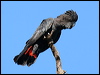 redtailblackcockatoo57363