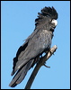 redtailblackcockatoo57373