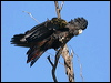 redtailblackcockatoo57380