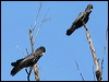 redtailblackcockatoo57381