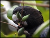 redtailblackcockatoo81469