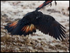 redtailblackcockatoo85242