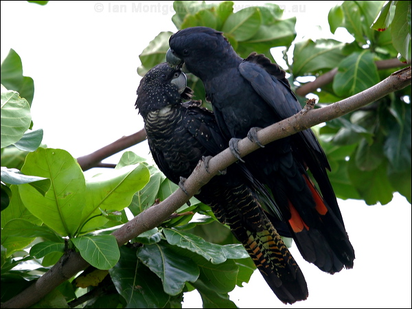 Red-tailed Black Cockatoo redtail_blkcockatoo_15231.psd