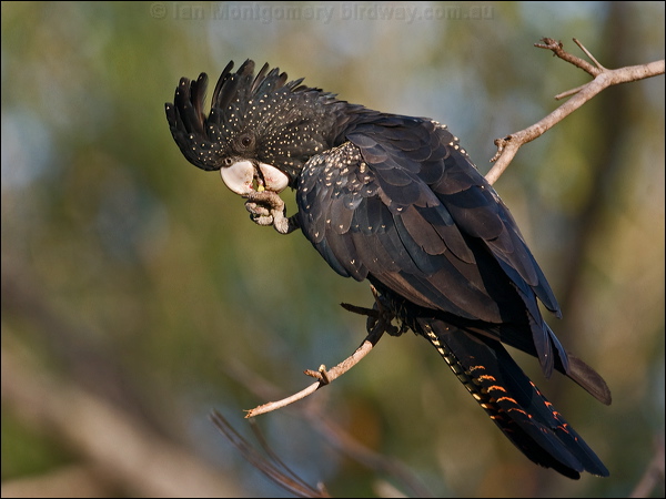 Red-tailed Black Cockatoo redtail_blkcockatoo_170508.psd