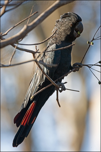Red-tailed Black Cockatoo redtail_blkcockatoo_170547.psd
