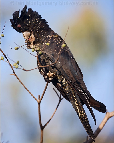 Red-tailed Black Cockatoo redtail_blkcockatoo_170597.psd