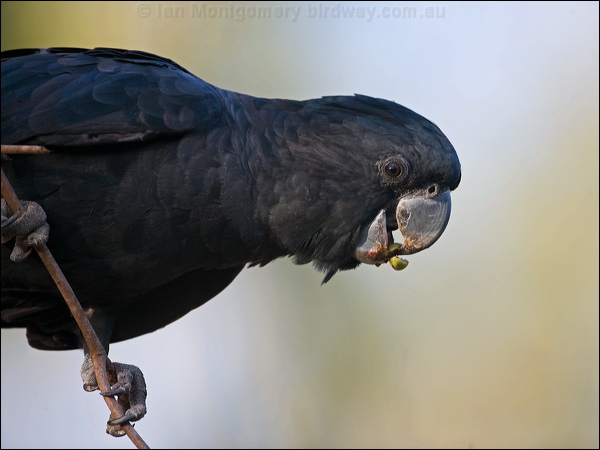 Red-tailed Black Cockatoo redtail_blkcockatoo_170649.psd
