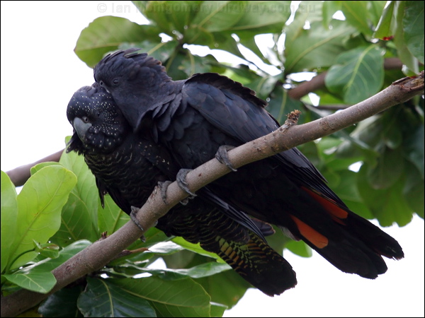 Red-tailed Black Cockatoo redtailblackcockatoo05223.psd
