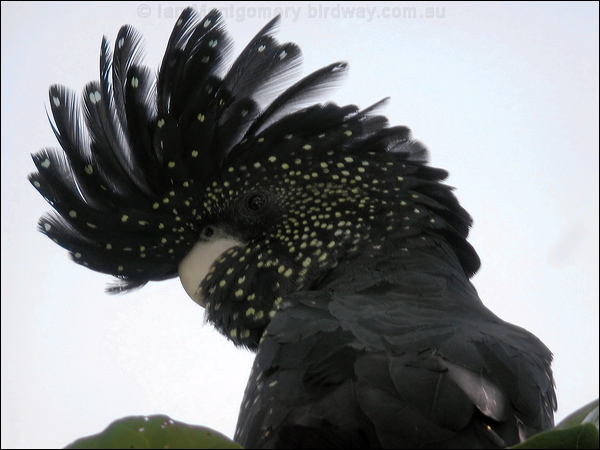 Red-tailed Black Cockatoo redtailblackcockatoo06277.psd