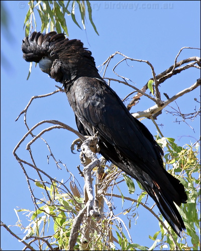 Red-tailed Black Cockatoo redtailblackcockatoo10366.psd