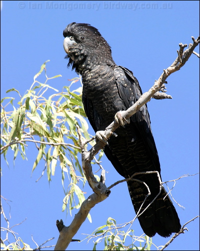 Red-tailed Black Cockatoo redtailblackcockatoo10370.psd