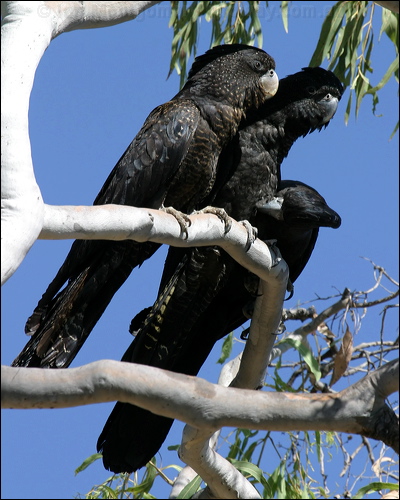 Red-tailed Black Cockatoo redtailblackcockatoo10379.psd