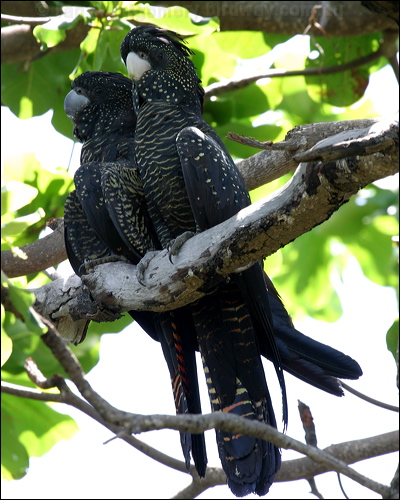 Red-tailed Black Cockatoo redtailblackcockatoo13269.psd