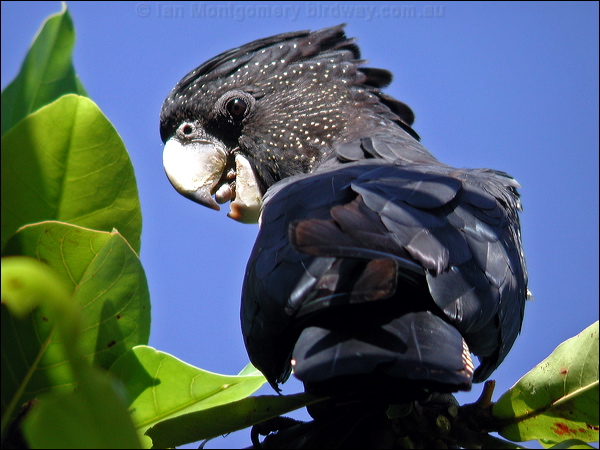 Red-tailed Black Cockatoo redtailblackcockatoo16259.psd
