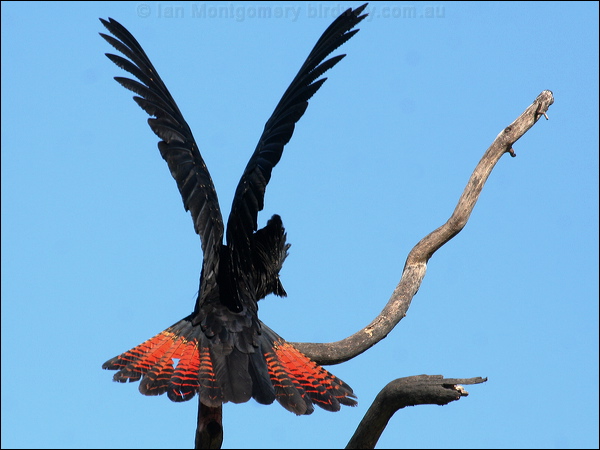 Red-tailed Black Cockatoo redtailblackcockatoo57323.psd