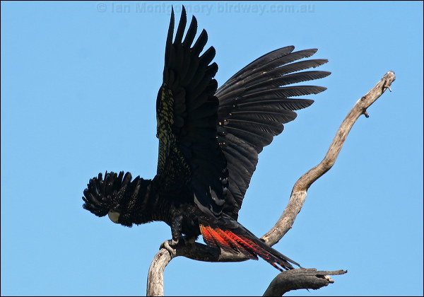 Red-tailed Black Cockatoo redtailblackcockatoo57324.psd