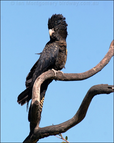 Red-tailed Black Cockatoo redtailblackcockatoo57344.psd
