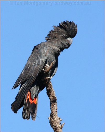Red-tailed Black Cockatoo redtailblackcockatoo57347.psd