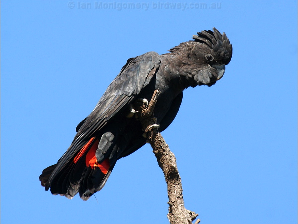 Red-tailed Black Cockatoo redtailblackcockatoo57363.psd
