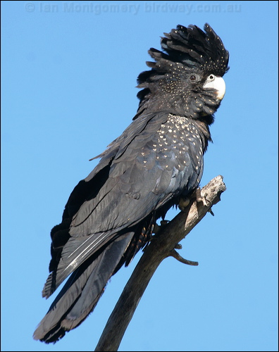 Red-tailed Black Cockatoo redtailblackcockatoo57373.psd