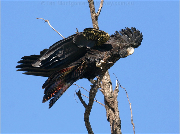 Red-tailed Black Cockatoo redtailblackcockatoo57380.psd
