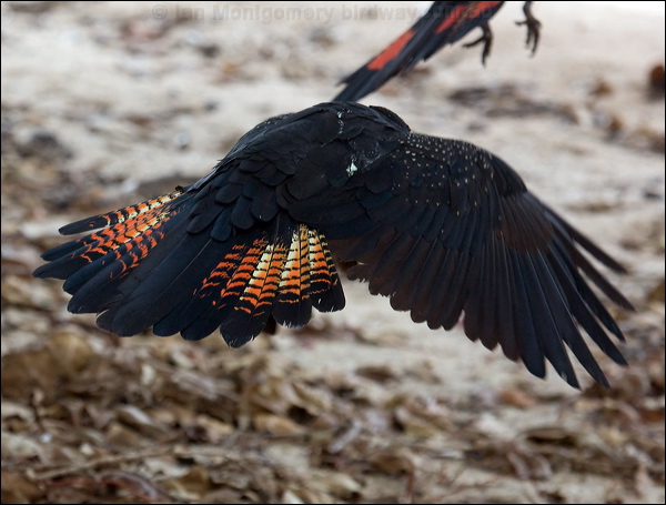 Red-tailed Black Cockatoo redtailblackcockatoo85242.psd