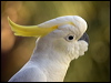 sulphur_cr_cockatoo_105499