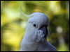 sulphur_cr_cockatoo_105583