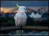 sulphurcrestcockatoo169965
