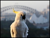 Click here to enter gallery and see photos of Sulphur-crested Cockatoo