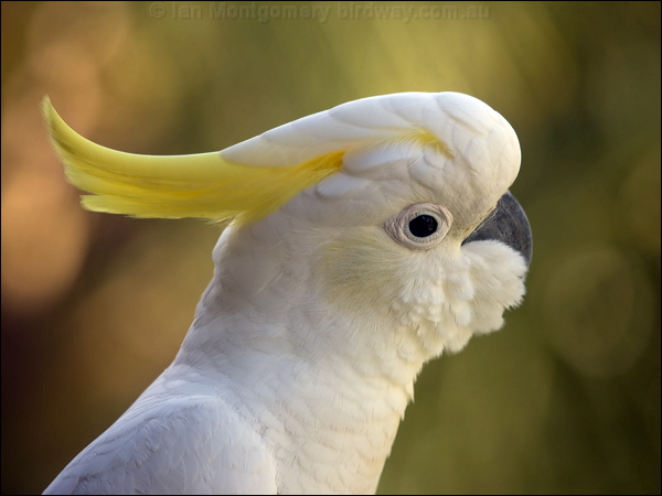 Sulphur-crested Cockatoo sulphur_cr_cockatoo_105499.psd