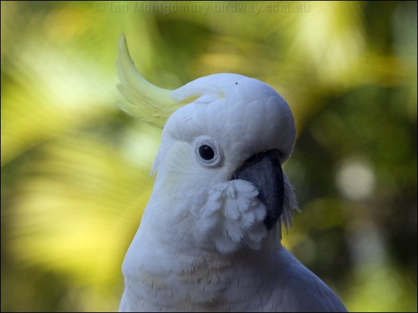 Sulphur-crested Cockatoo sulphur_cr_cockatoo_105583.psd