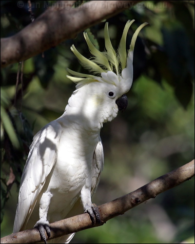 Sulphur-crested Cockatoo sulphurcrestcockatoo00154.psd