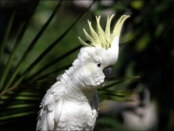 Sulphur-crested Cockatoo sulphurcrestcockatoo00166.psd