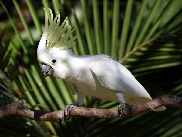 Sulphur-crested Cockatoo sulphurcrestcockatoo00172.psd