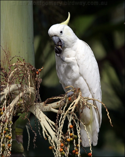 Sulphur-crested Cockatoo sulphurcrestcockatoo00223.psd