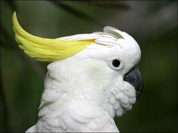 Sulphur-crested Cockatoo sulphurcrestcockatoo08896.psd
