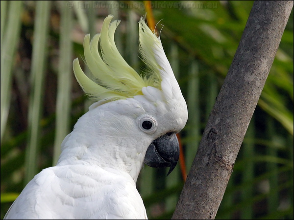 Sulphur-crested Cockatoo sulphurcrestcockatoo11241.psd