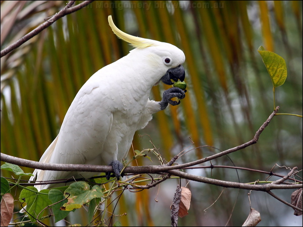 Sulphur-crested Cockatoo sulphurcrestcockatoo57517.psd