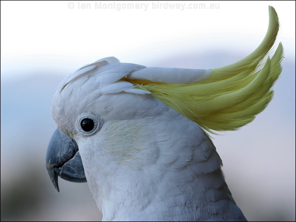 Sulphur-crested Cockatoo sulphurcrestcockatoo60230.psd