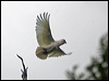 western_corella_217279