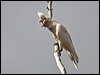 western_corella_217296